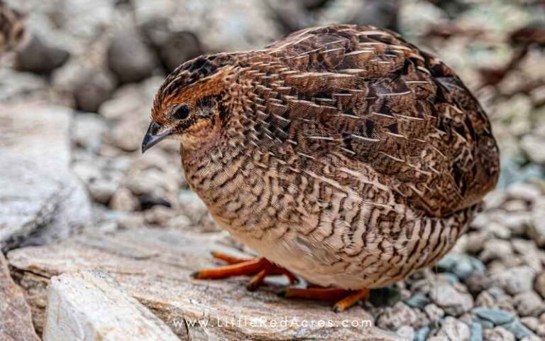 Signs Your Quail Are Unhealthy (What to Watch For)