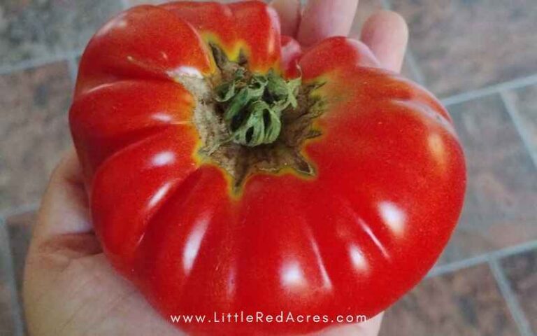 How to Freeze Tomatoes for Later Use