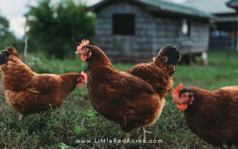 Starting a Homestead: A Beginner’s Guide to Getting Started