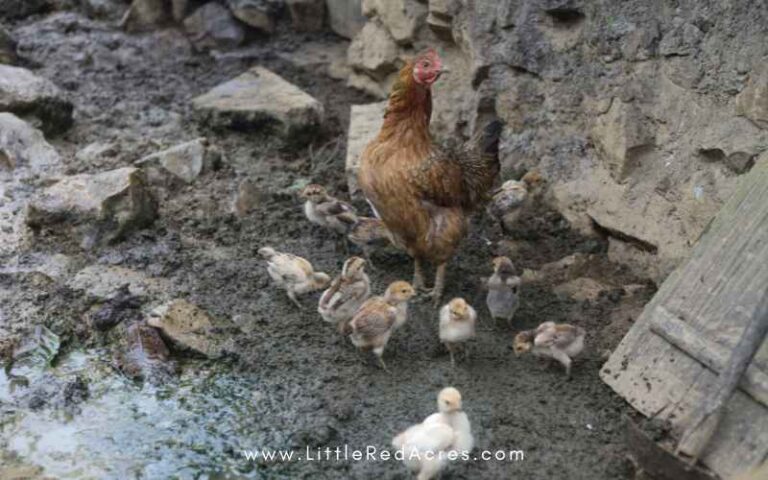 Muddy Chicken Run? How to Keep Your Chicken Run From Getting Muddy